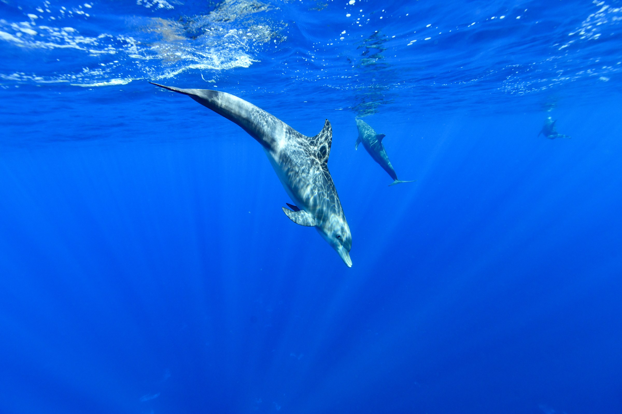 ミナミハンドウイルカ(Tursiops aduncus)