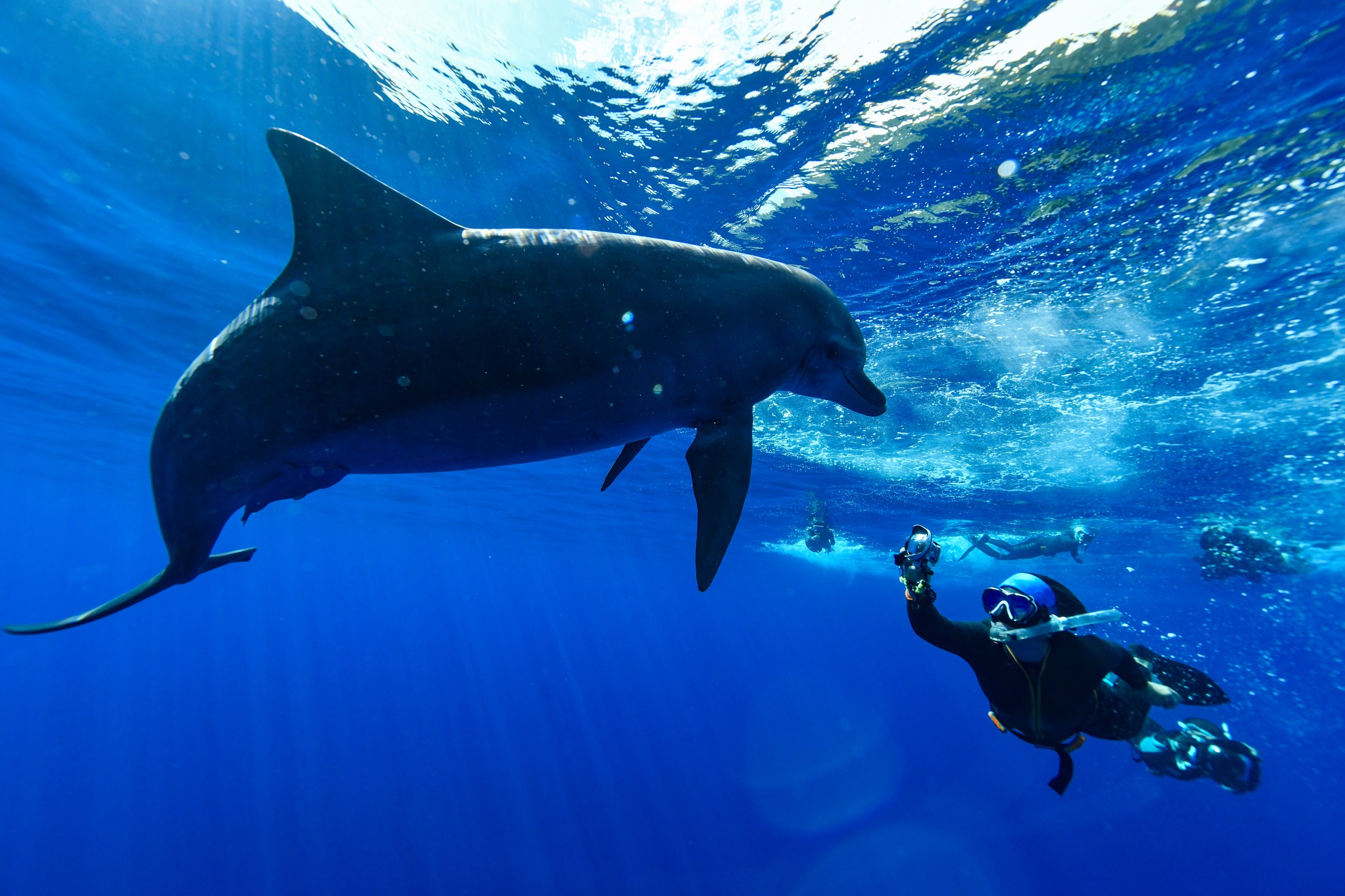 ミナミハンドウイルカ（Tursiops aduncus）