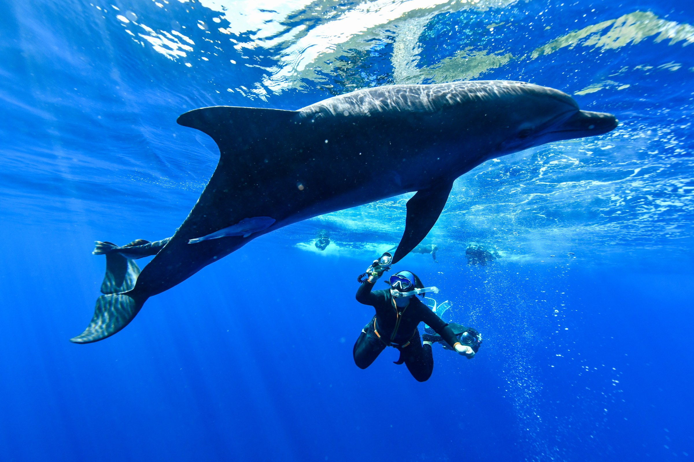ミナミハンドウイルカ(Tursiops aduncus)