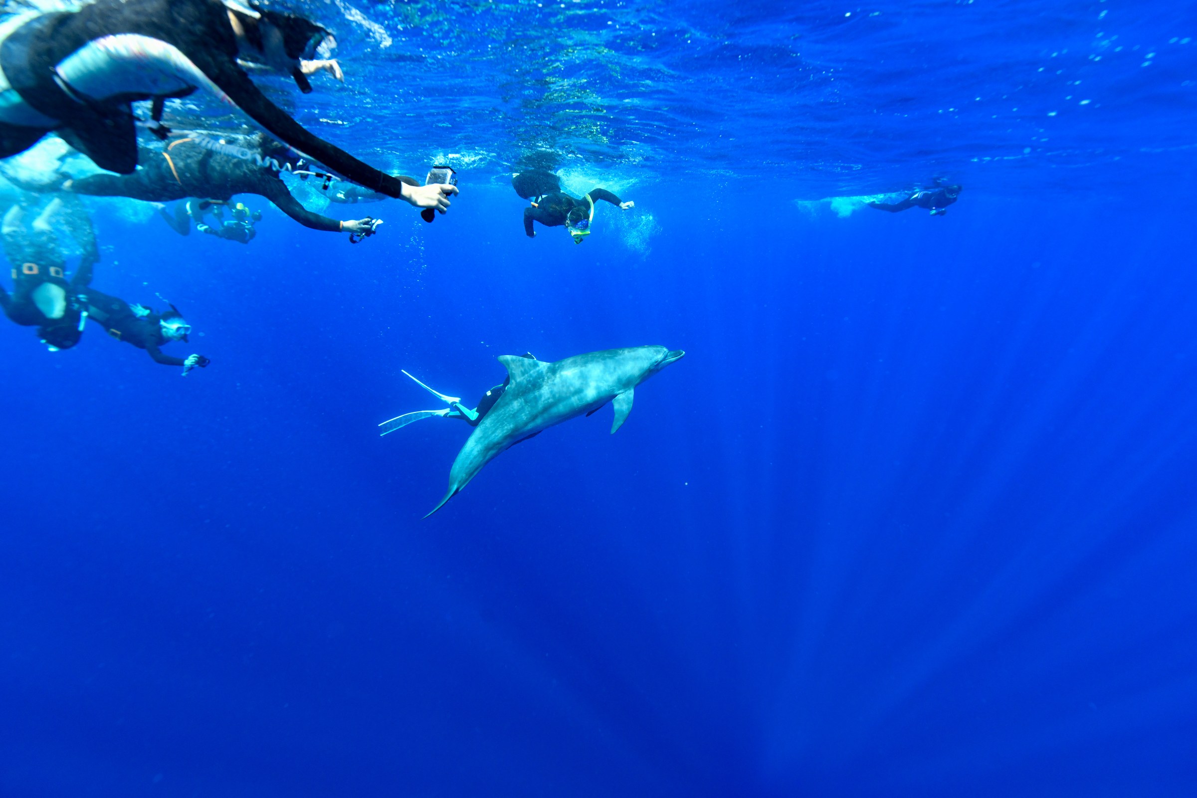 ミナミハンドウイルカ(Tursiops aduncus)