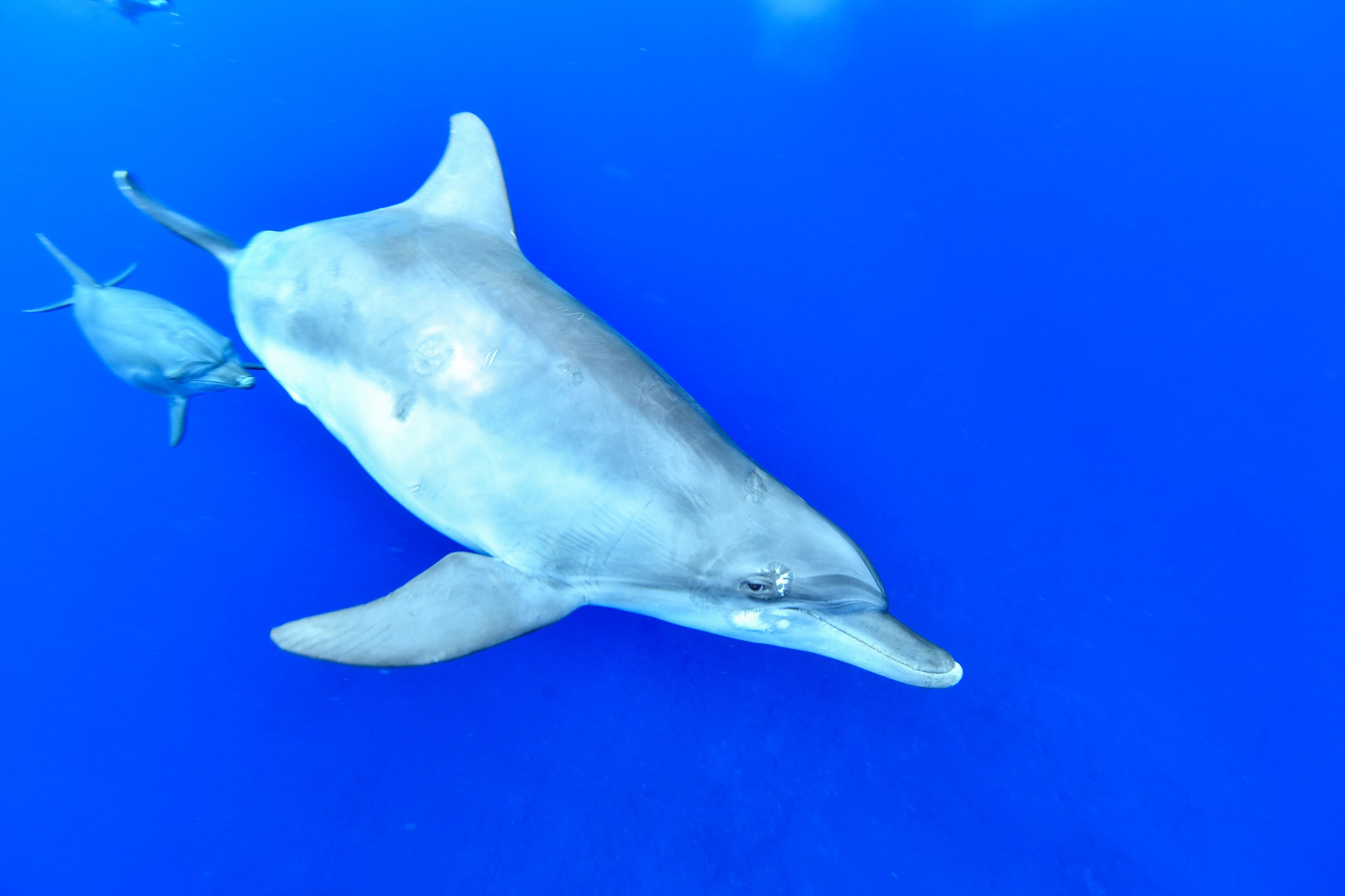 ミナミハンドウイルカ(Tursiops aduncus)