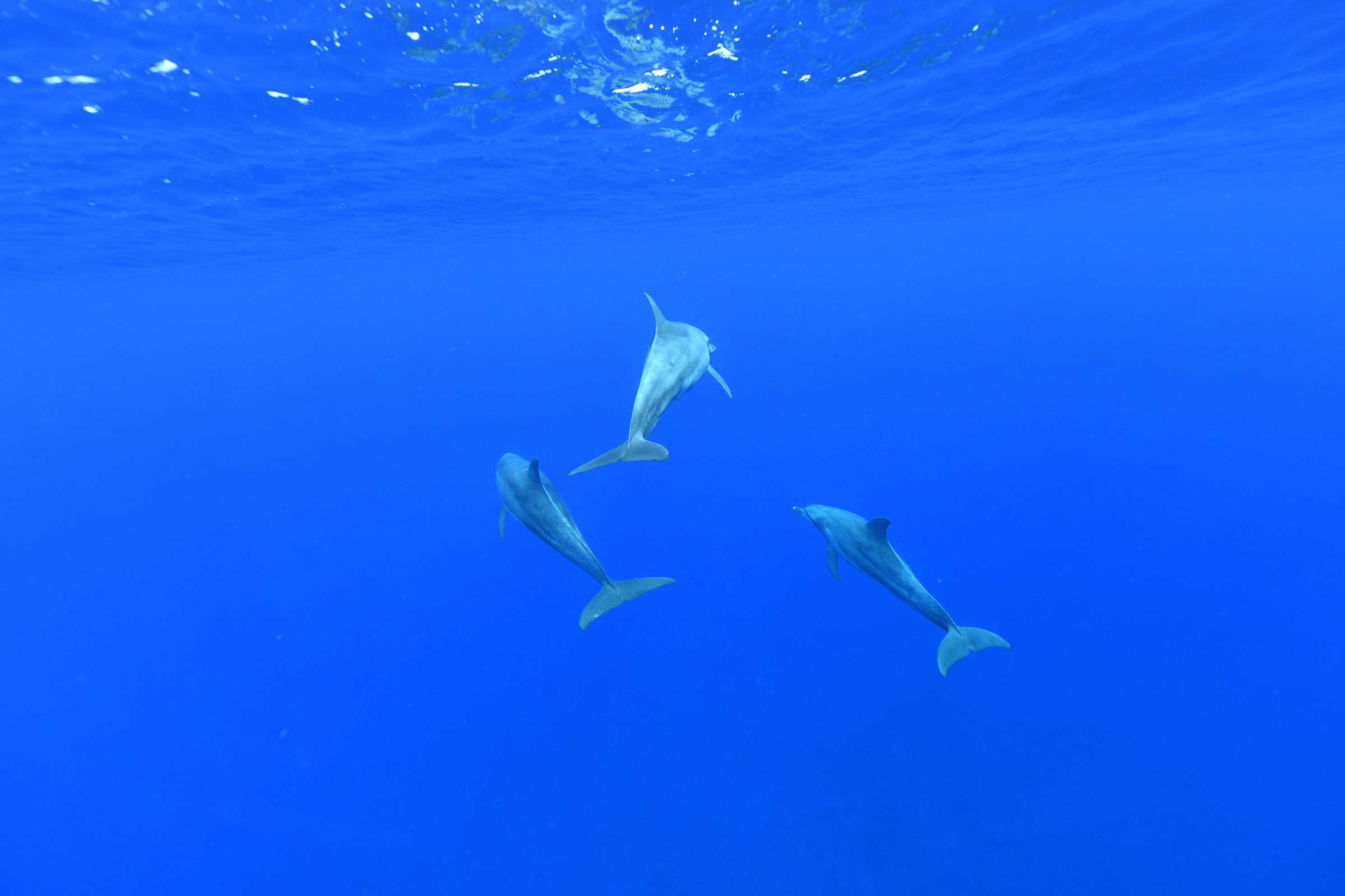 ミナミハンドウイルカ(Tursiops aduncus)