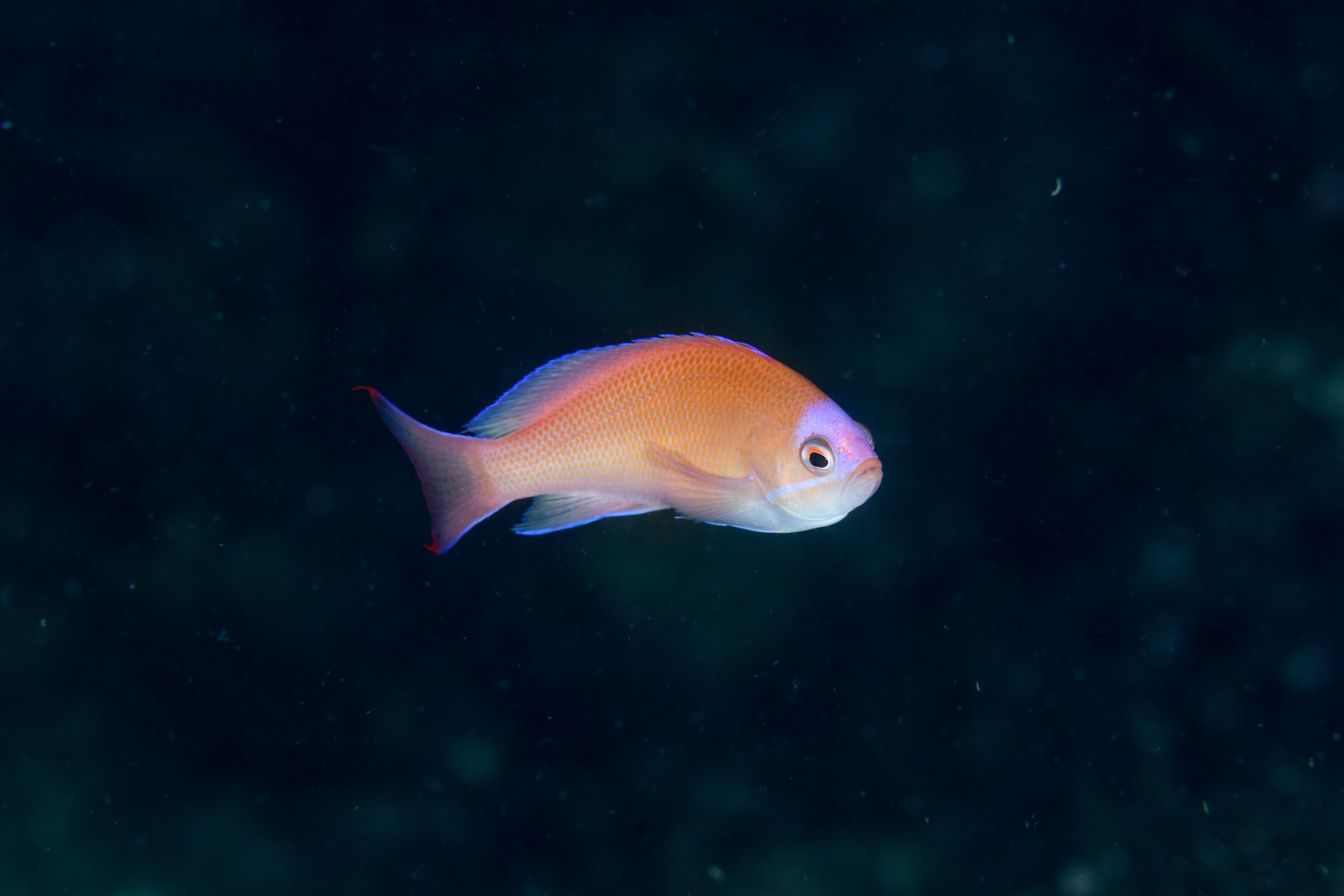 アカオビハナダイのメス（Pseudanthias rubrizonatus）
