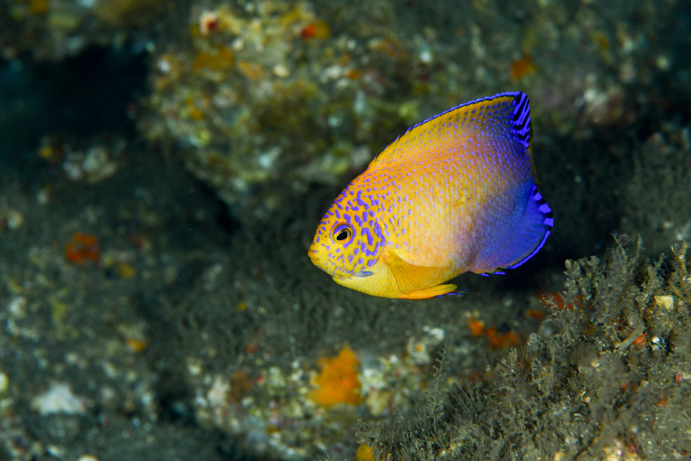 レンテンヤッコの若魚(Centropyge interrupta)