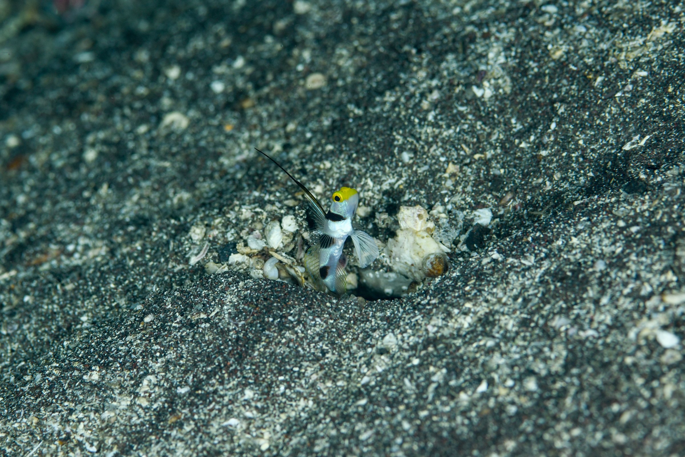 ヒレナガネジリンボウ(Stonogobiops nematodes)