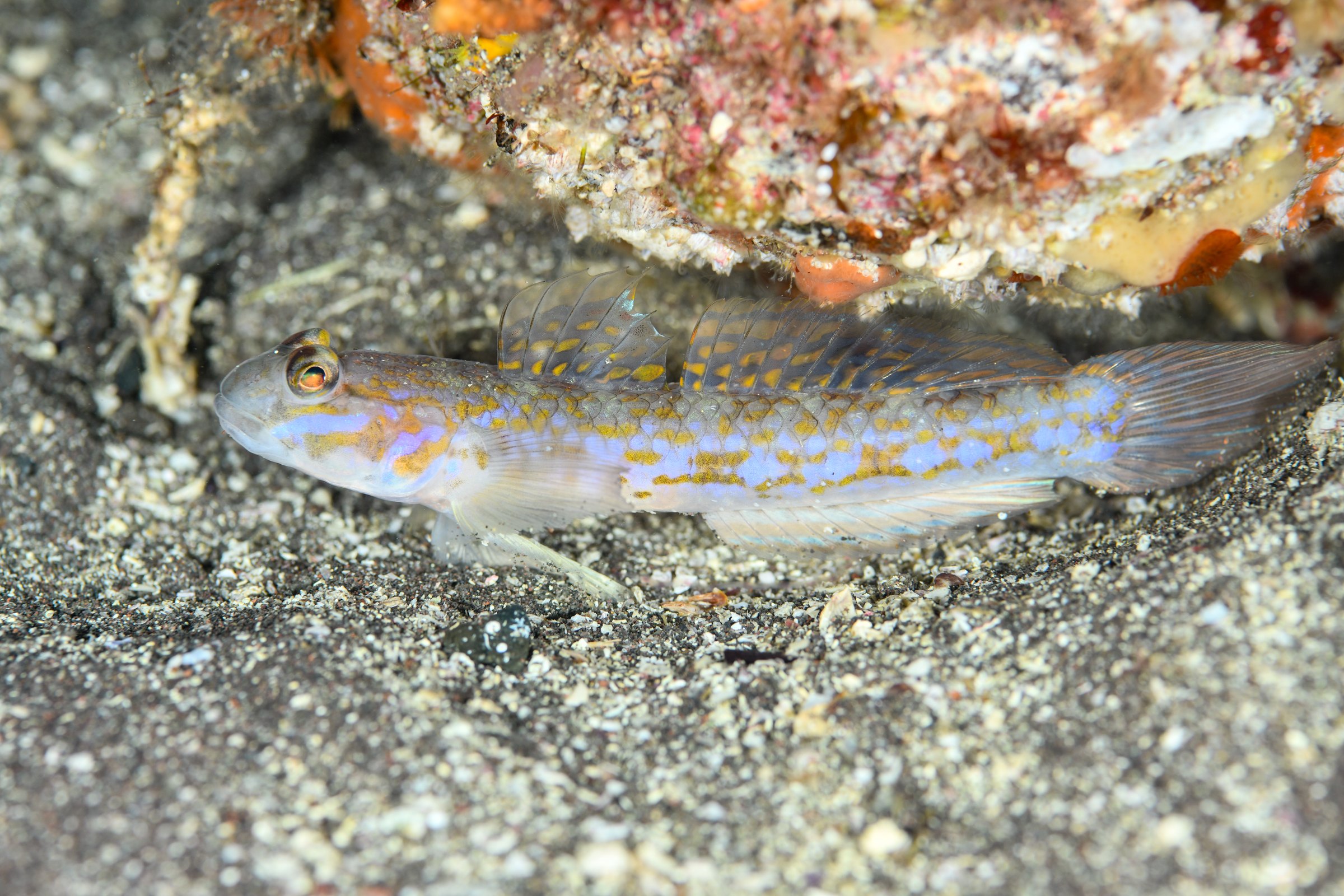 ホシノハゼ(Istigobius hoshinonis)