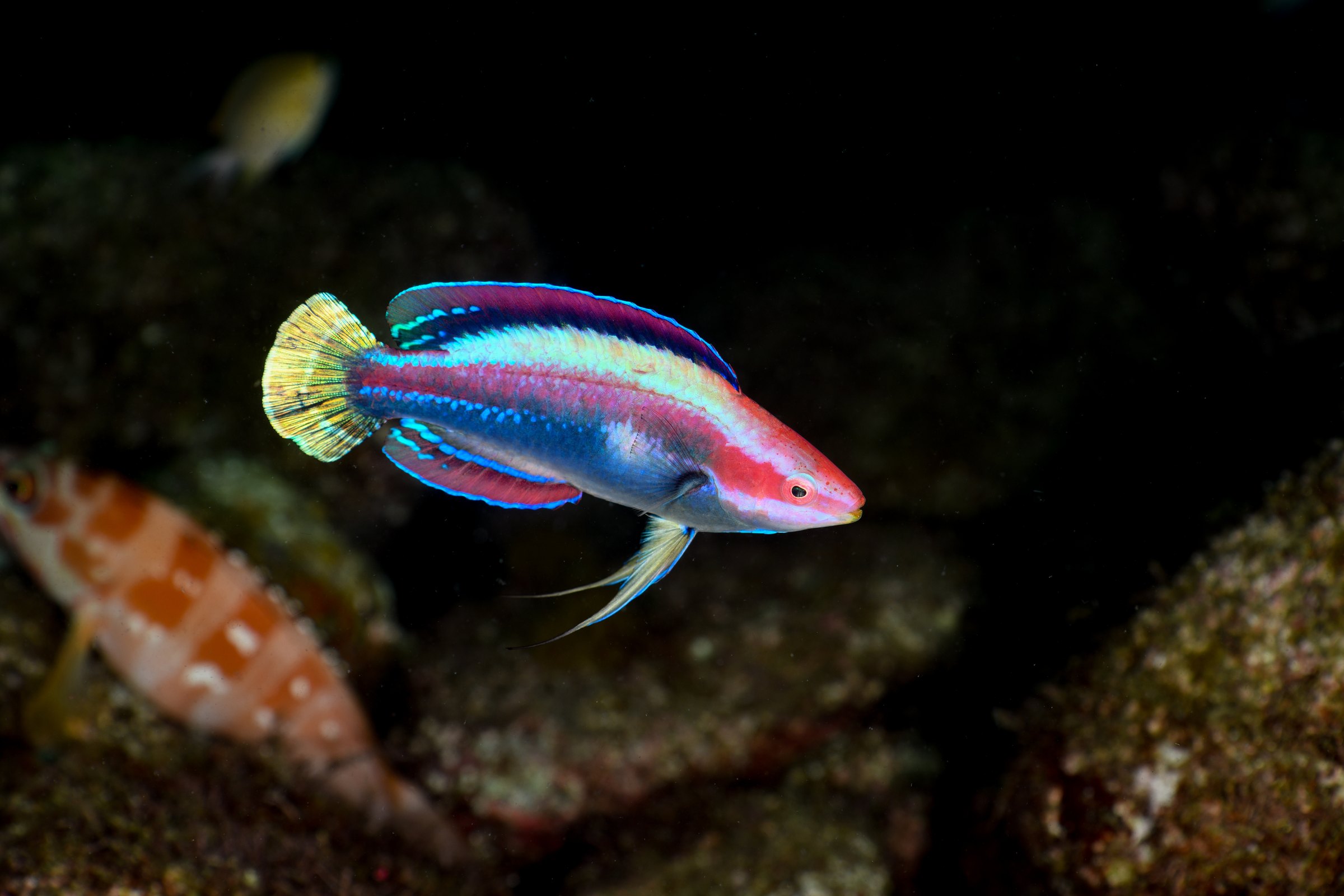 イトヒキベラの婚姻色(Cirrhilabrus temminckii)