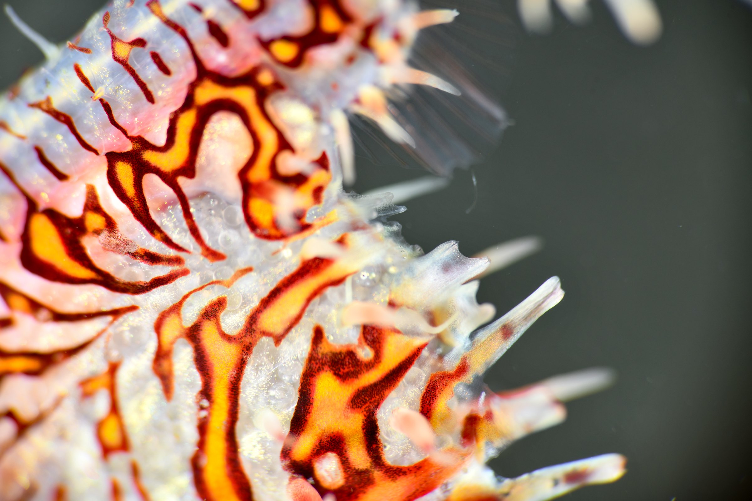 ニシキフウライウオの卵(Solenostomus paradoxus)