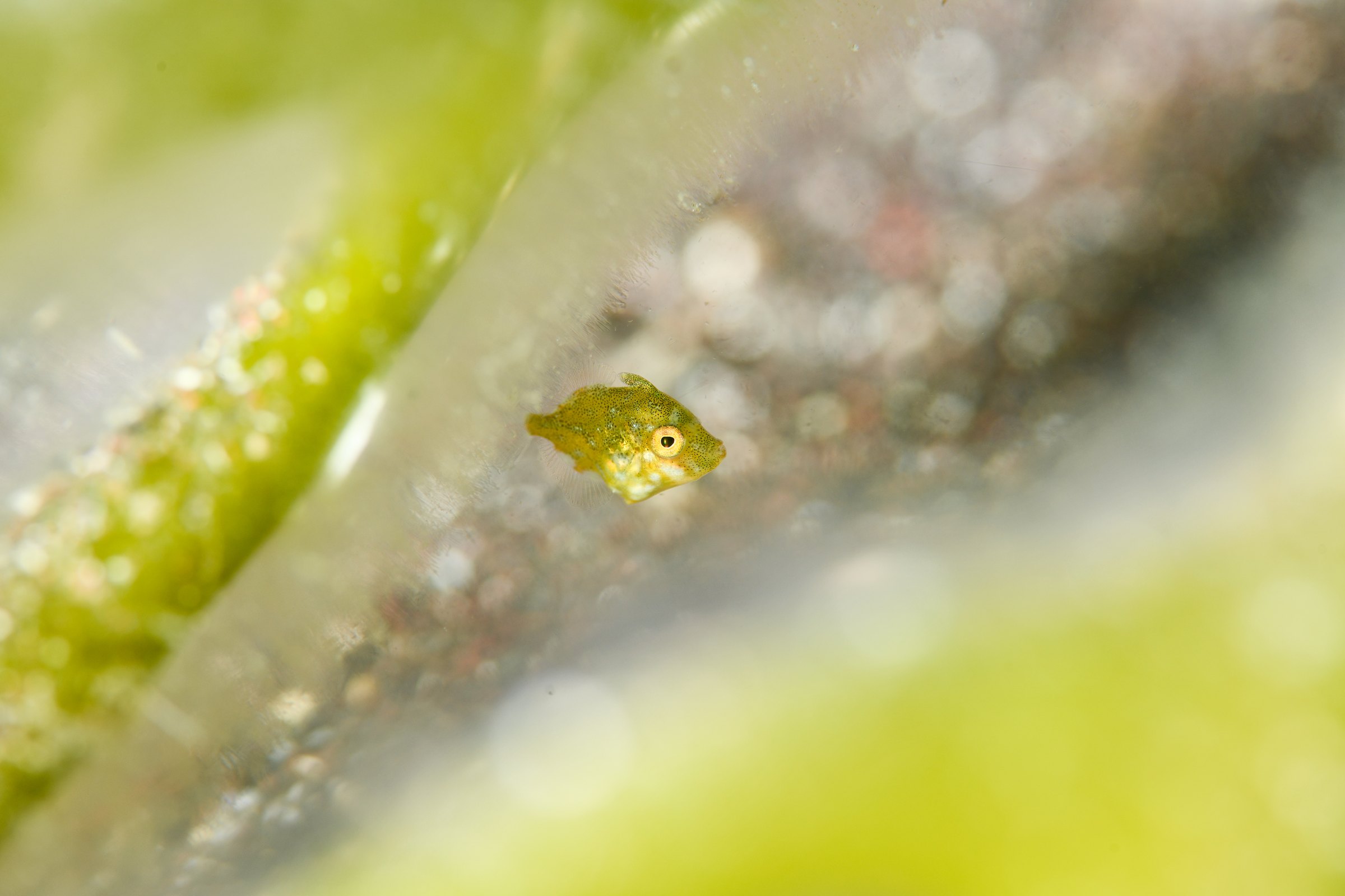 アオサハギの幼魚(Brachaluteres ulvarum)