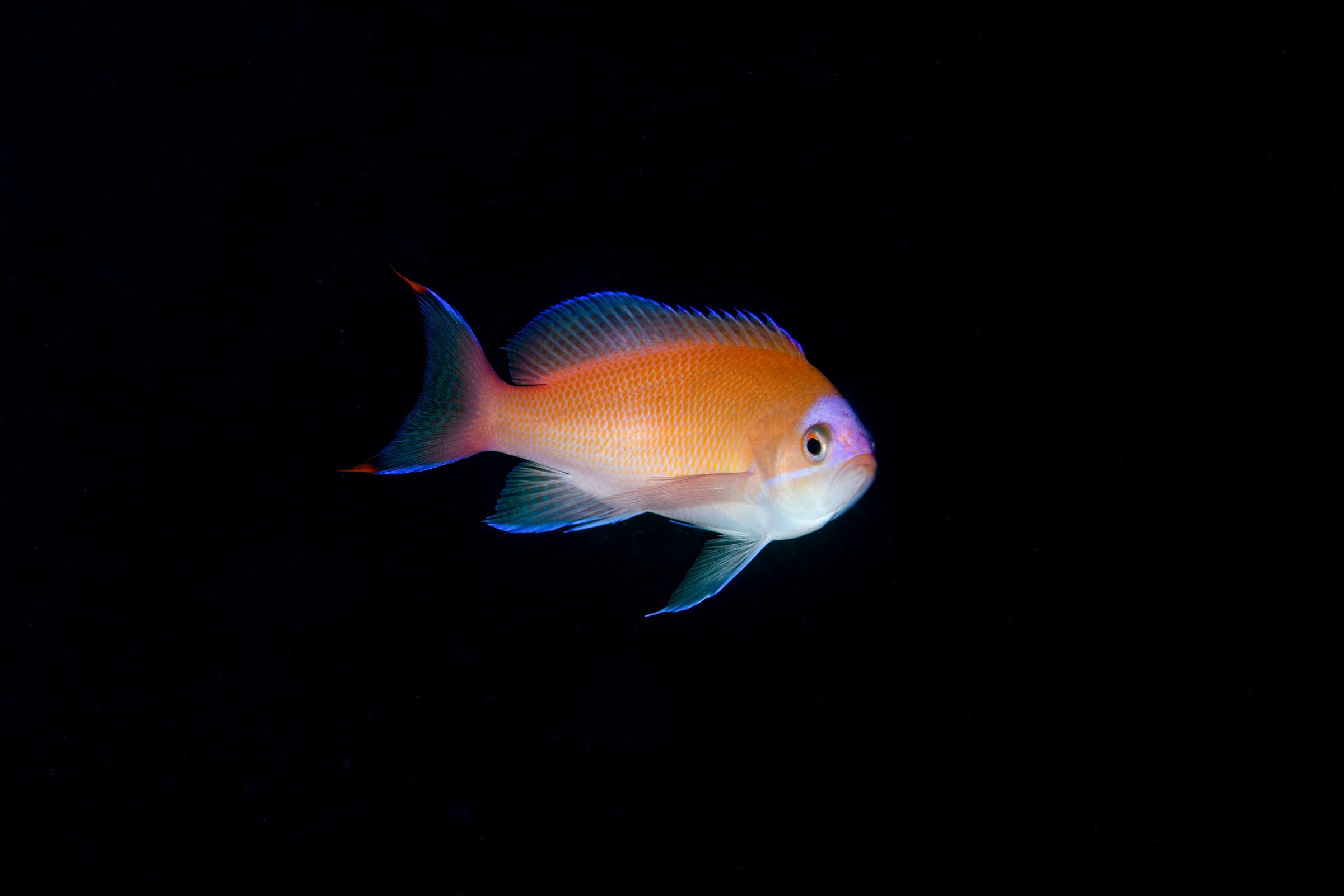 アカオビハナダイのメス(色彩変異)(Pseudanthias rubrizonatus)