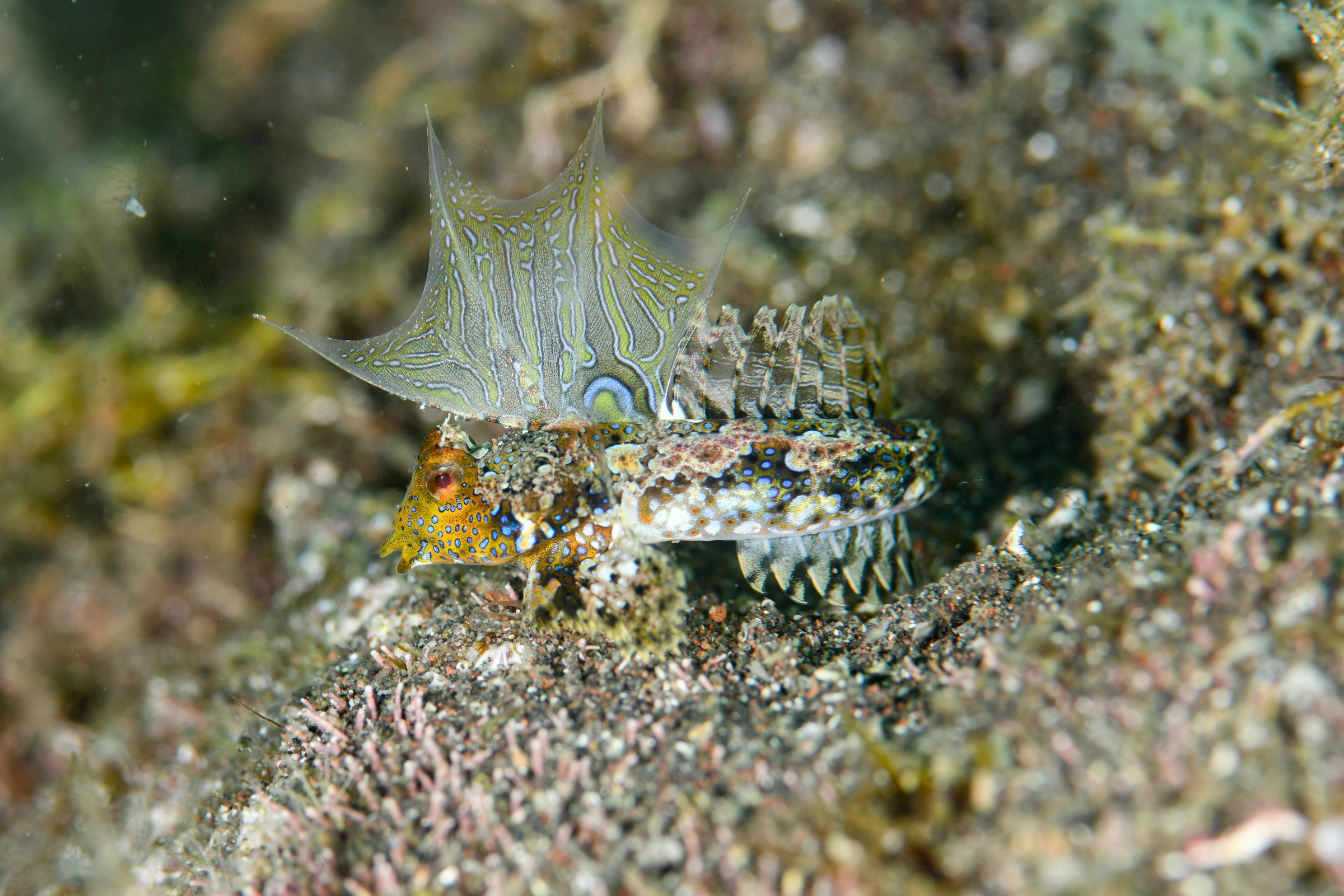 ヤマドリのオス(Neosynchiropus ijimae)