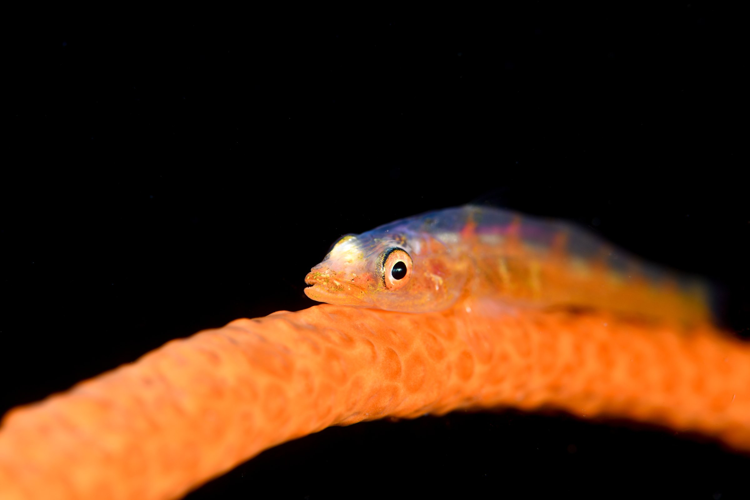 ガラスハゼ(Bryaninops yongei)