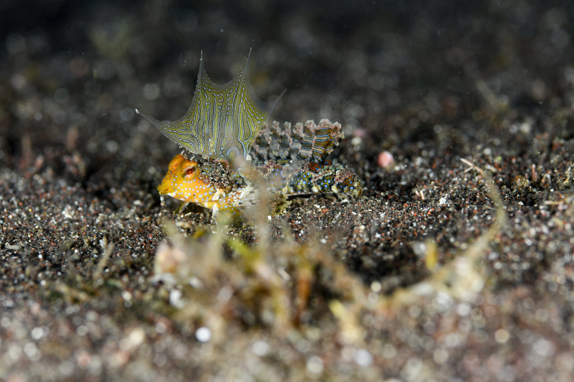 ヤマドリのオス(Neosynchiropus ijimae)