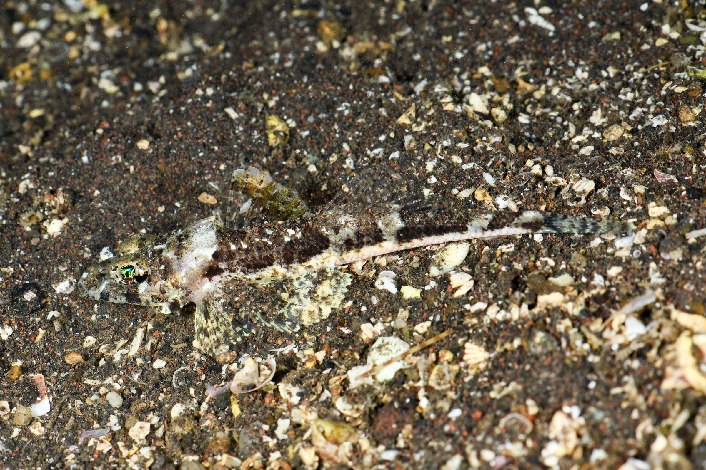 セレベスゴチ(Thysanophrys celebica)