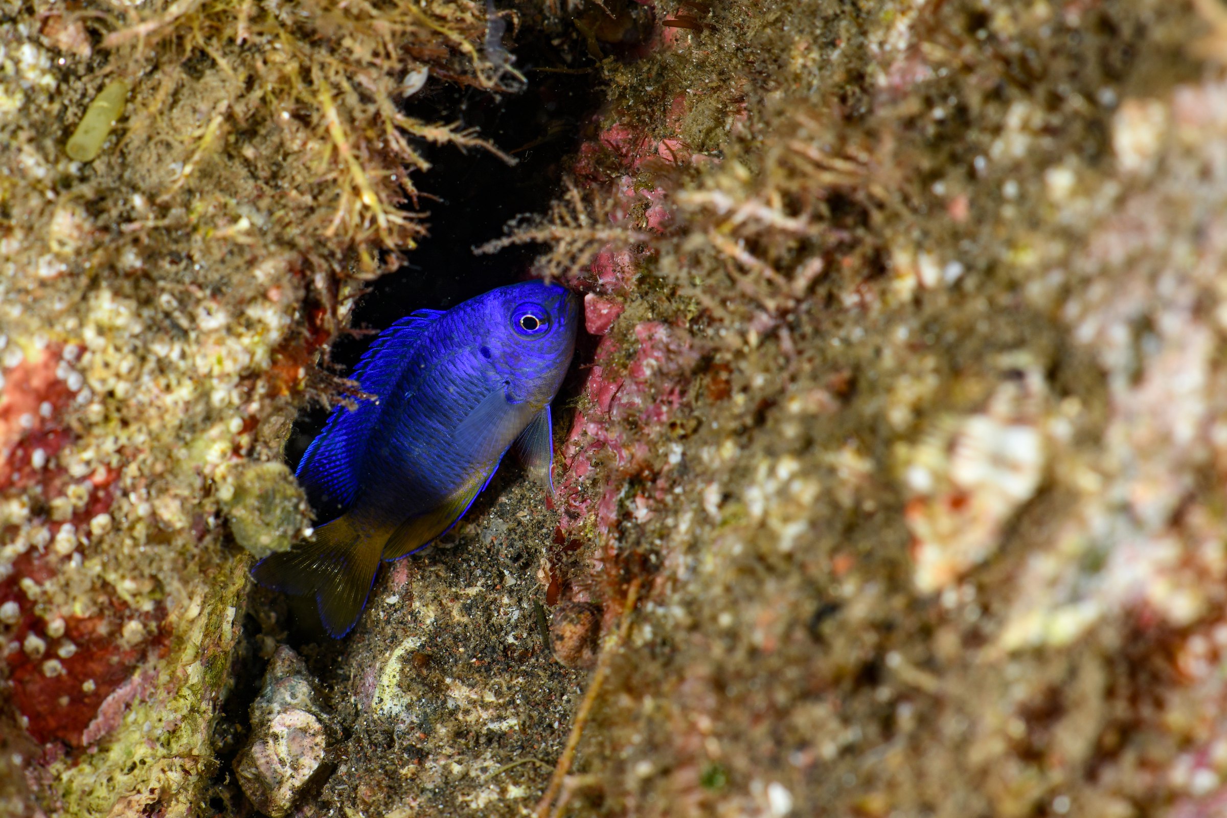 ソラスズメダイ(Pomacentrus coelestis)