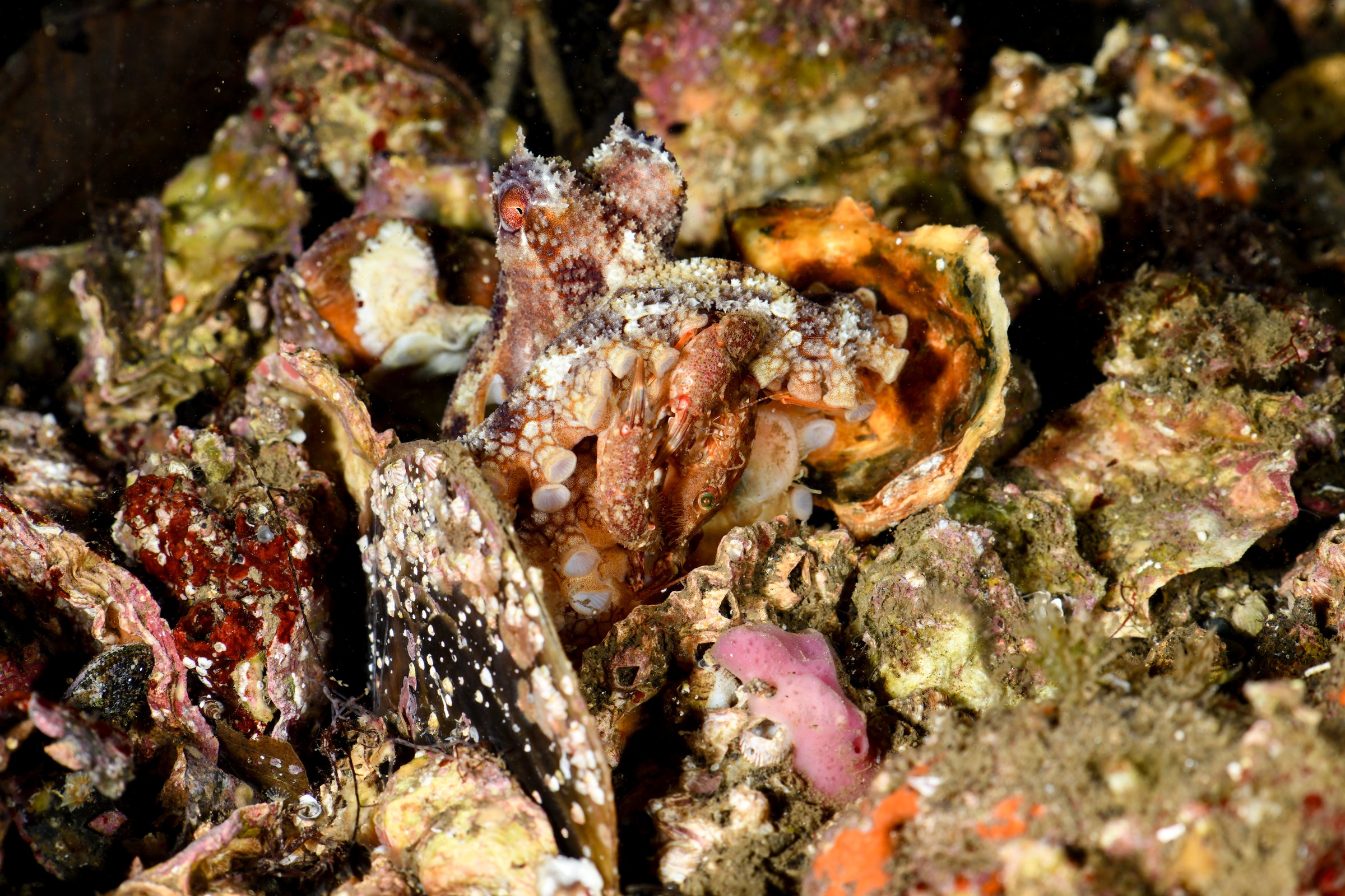 カニを食べるタコ(いずれも種名未確認)