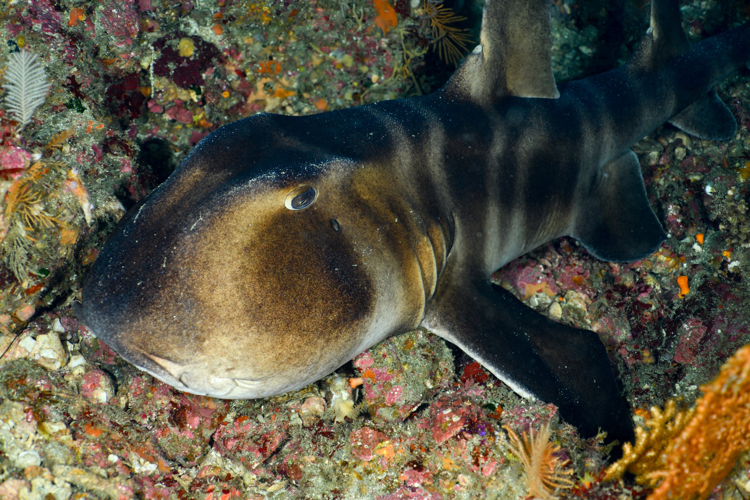 ネコザメ(Heterodontus japonicus)