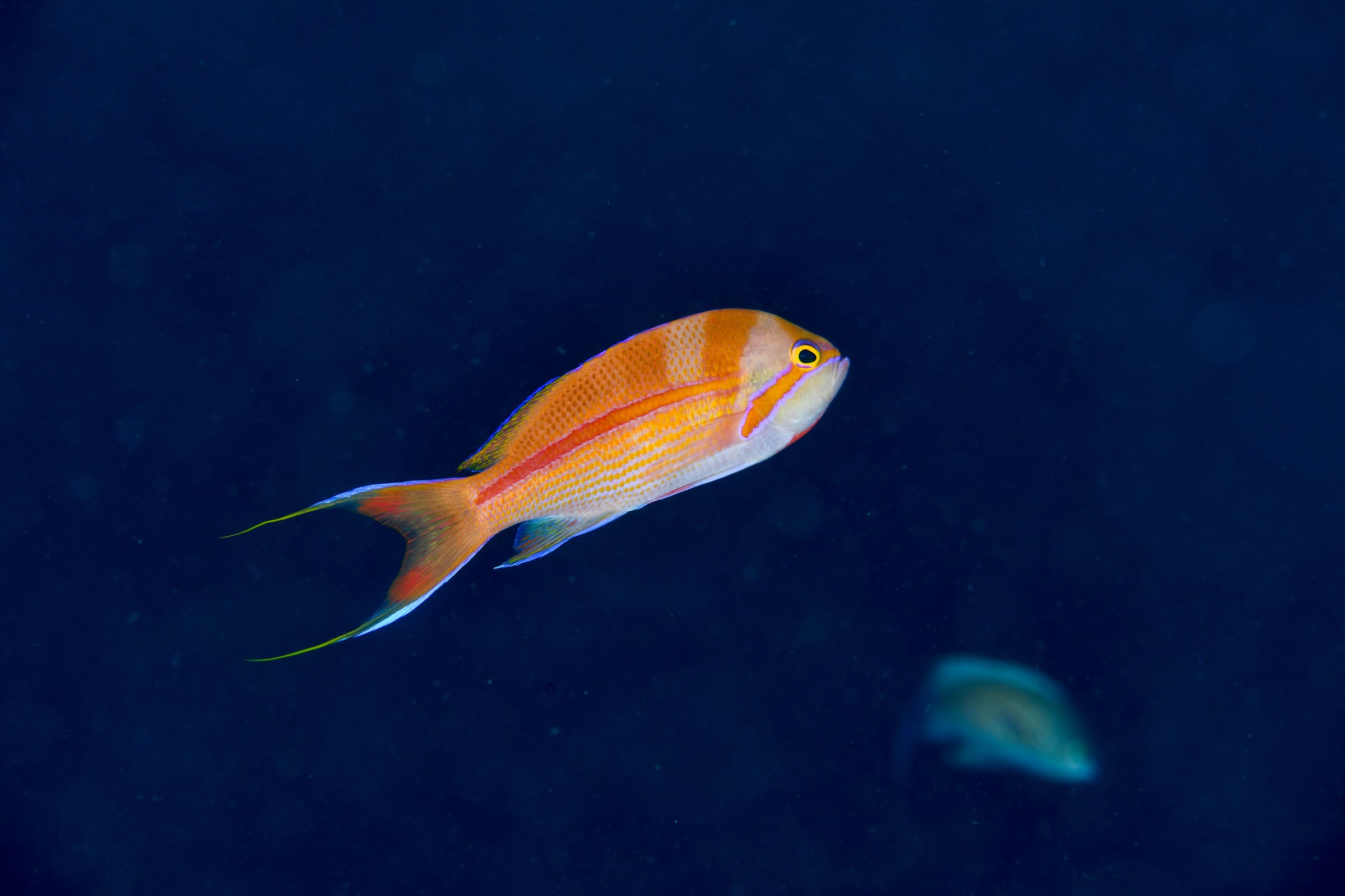 スジハナダイの婚姻色(Pseudanthias fasciatus)