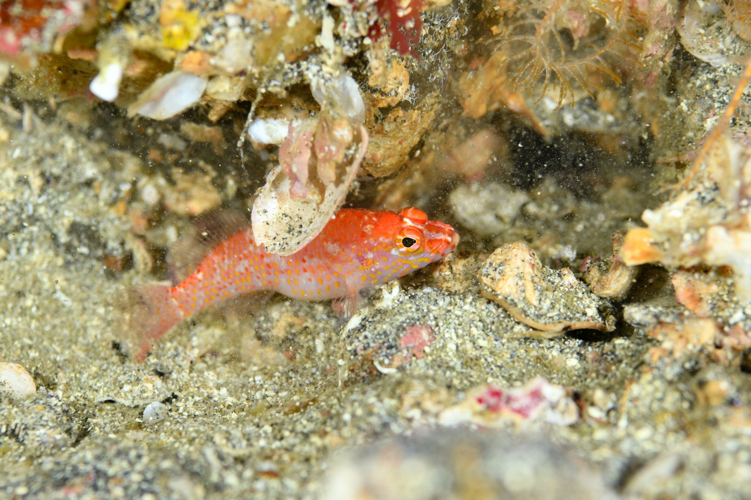 チゴハナダイ(Xenanthias altipinnatus)