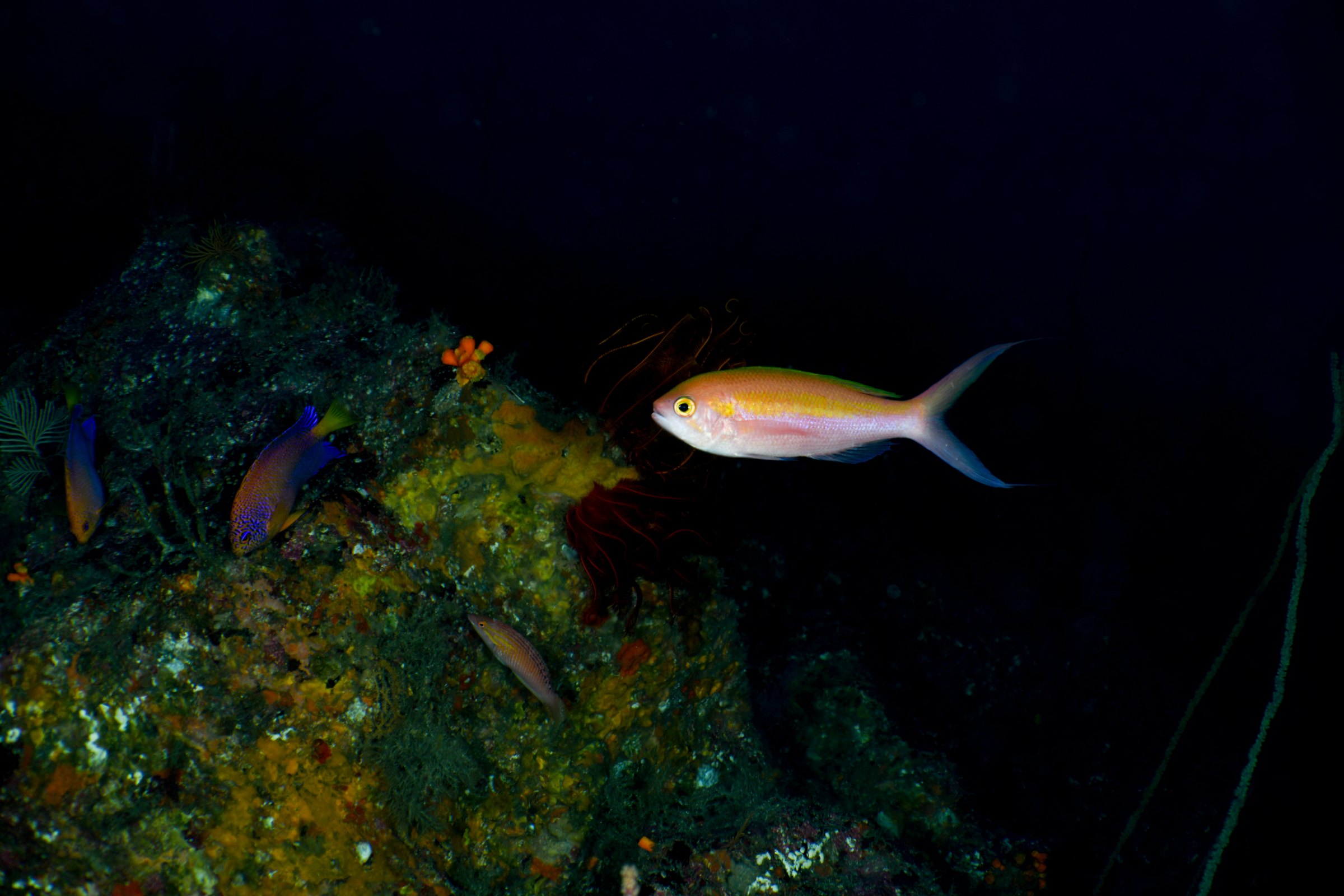 カワリハナダイ(Symphysanodon katayamai)