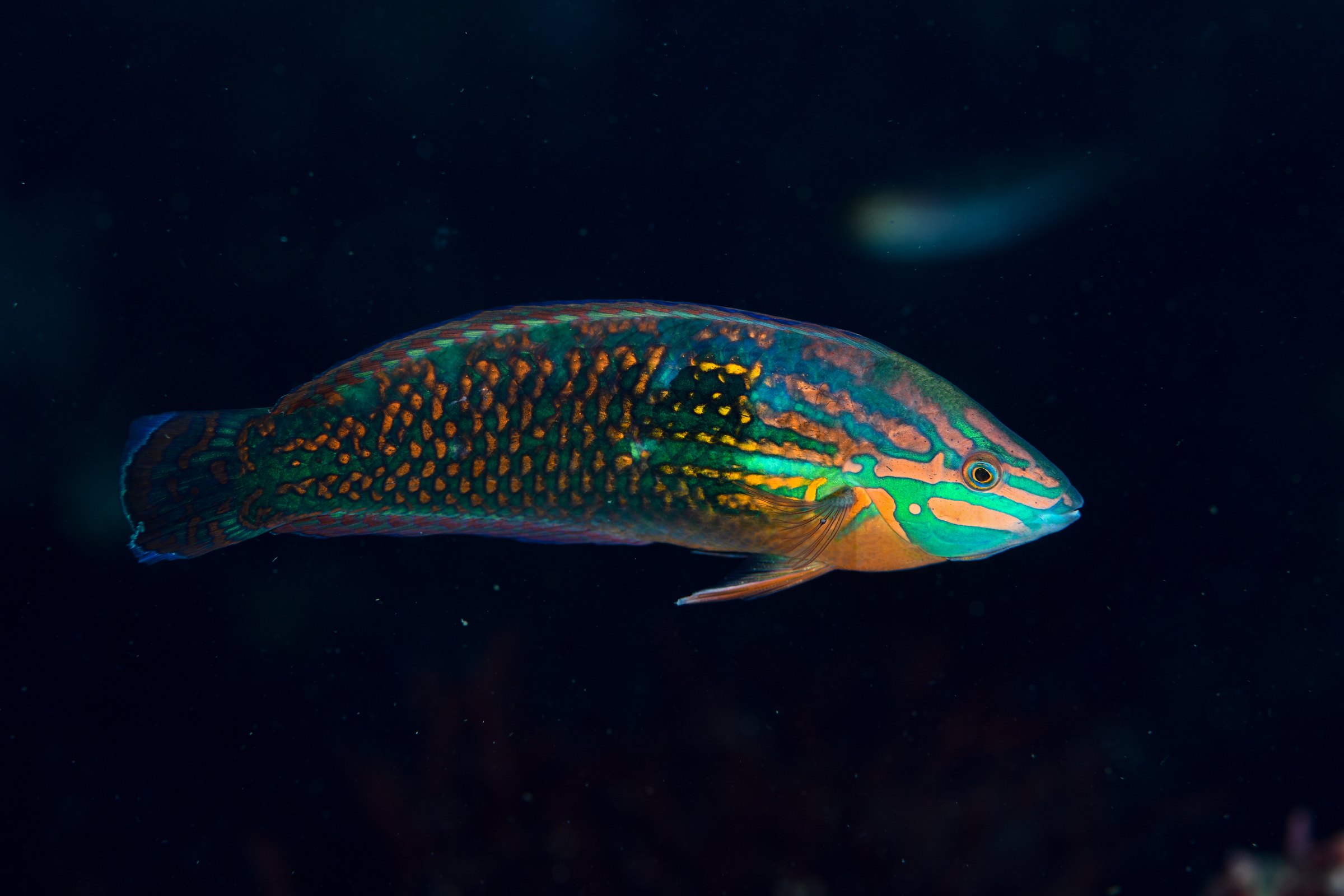 ツキベラ(Hemicoris orientalis)