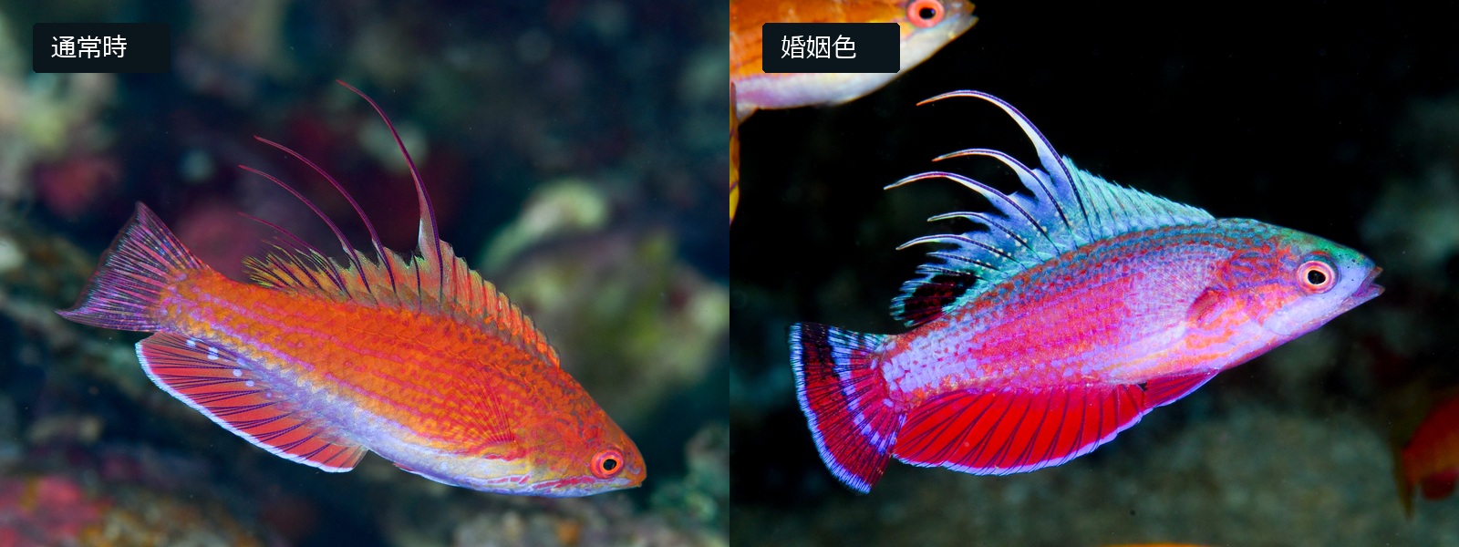 ラインスポットフラッシャーラスの通常時（左）と婚姻色（右）の比較